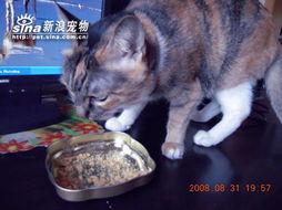 金猫吃瓜,揭秘娱乐圈幕后故事