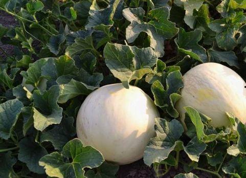 经期吃白兰瓜,白兰瓜助力女性健康调理