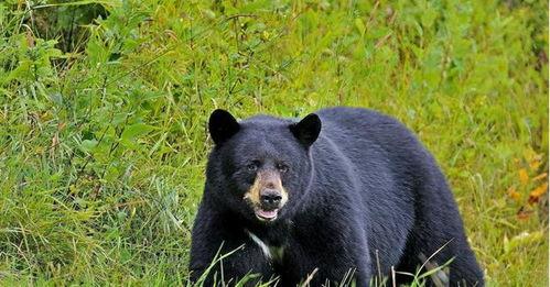 成都熊王吃瓜,揭秘网红美食背后的故事