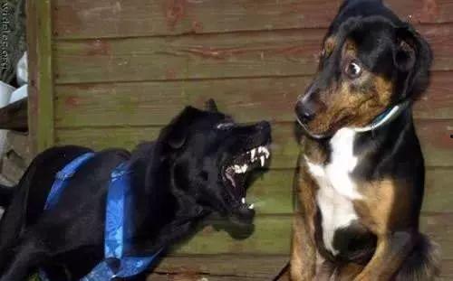 警察带狗吃瓜视频