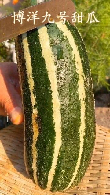 吃瓜可以在哪里吃,揭秘吃瓜的最佳场所