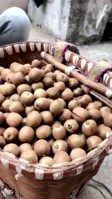 野生蜂带你吃瓜,野生蜂带你探寻瓜果飘香的自然之旅