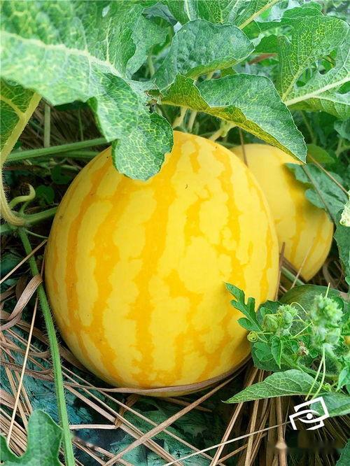 海皮皮来了吃瓜,吃瓜群众狂欢盛宴！