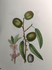 手绘卡吃瓜,揭秘美食与娱乐的跨界融合