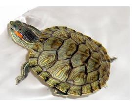 巴西乌龟吃瓜,巴西乌龟的夏日瓜果盛宴