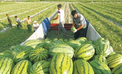 海南疫情吃瓜图,吃瓜图揭秘病毒传播与防控举措