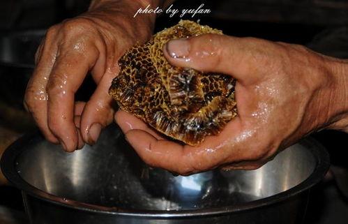 野生蜂带你吃瓜,野生蜂带你探寻瓜果飘香的自然之旅