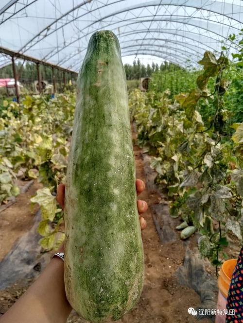 带你吃瓜更新,揭秘带你吃瓜最新动态与精彩瞬间