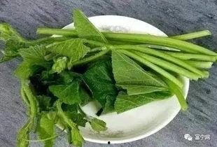 富宁吃瓜事件,一场网络狂欢背后的真相与反思