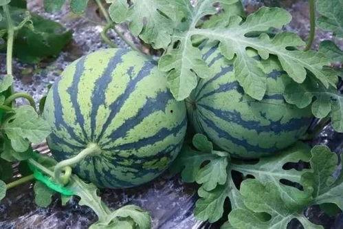 免费最全吃瓜,揭秘娱乐圈幕后真相