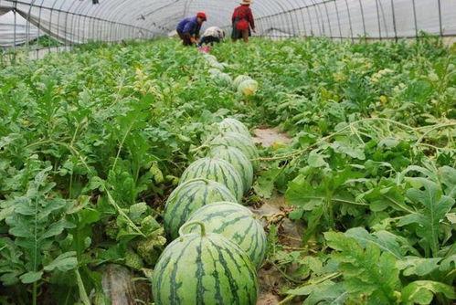 23年全部吃瓜,2023年度娱乐圈吃瓜大事件盘点